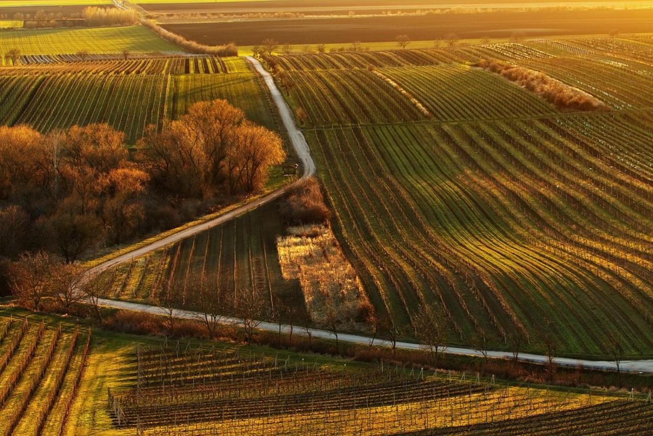 Vinoza - Ubytovani A Vinny Sklep Velke Bilovice Rulandova Exteriör bild