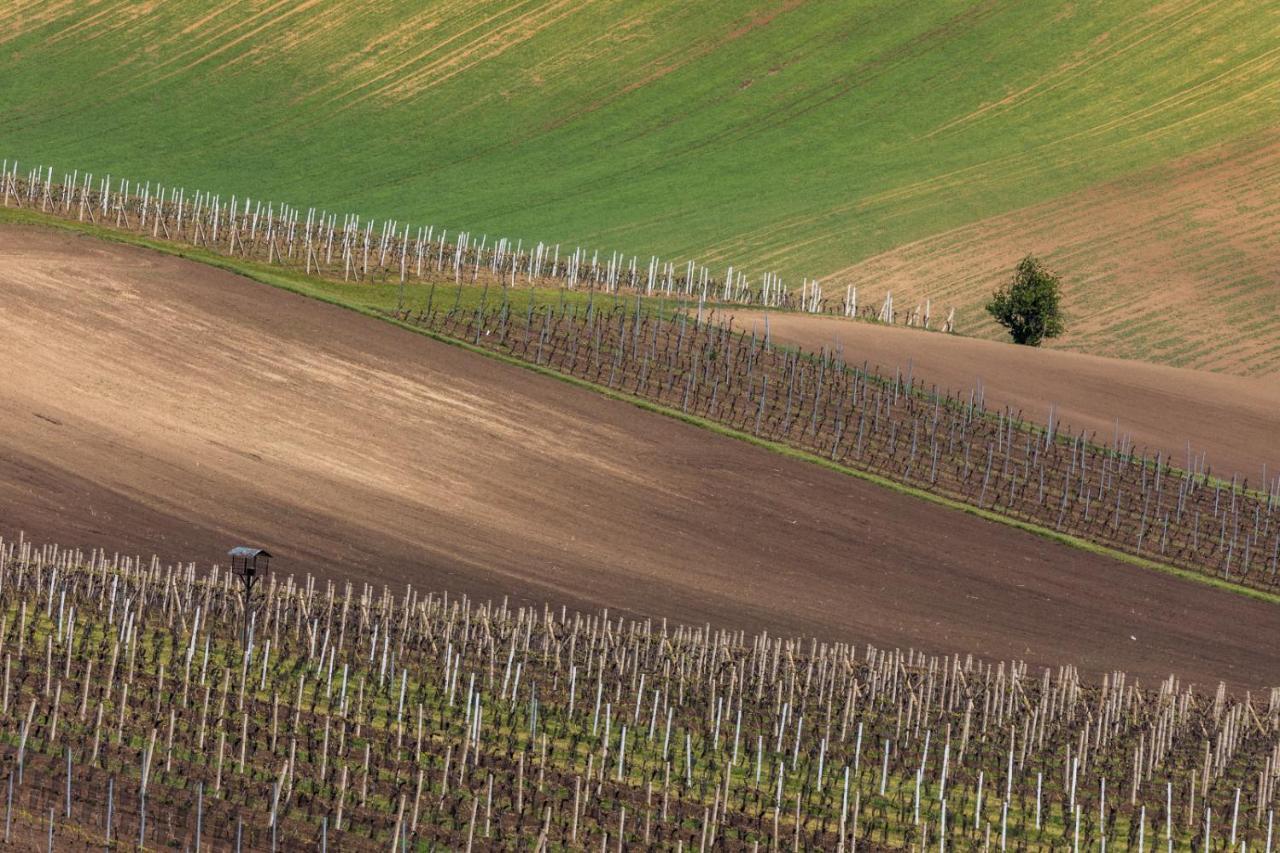 Vinoza - Ubytovani A Vinny Sklep Velke Bilovice Rulandova Exteriör bild