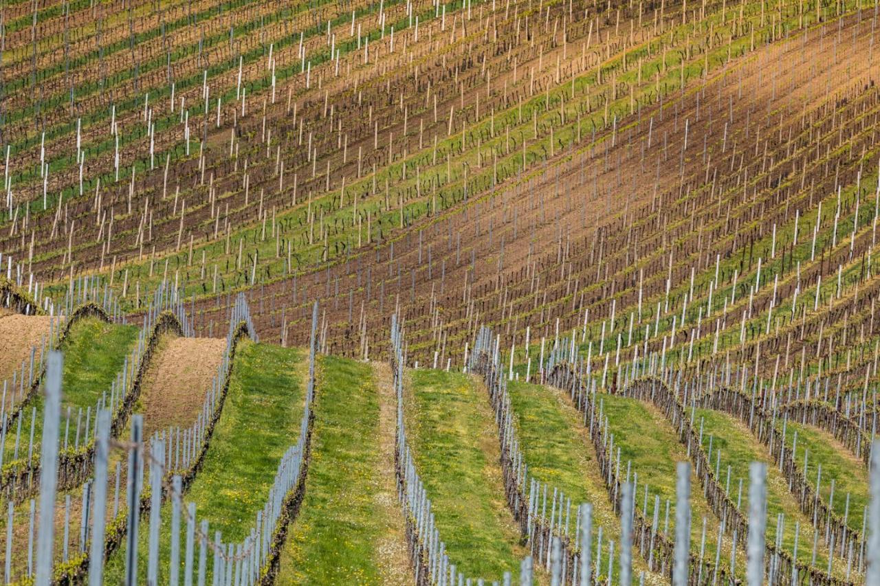 Vinoza - Ubytovani A Vinny Sklep Velke Bilovice Rulandova Exteriör bild